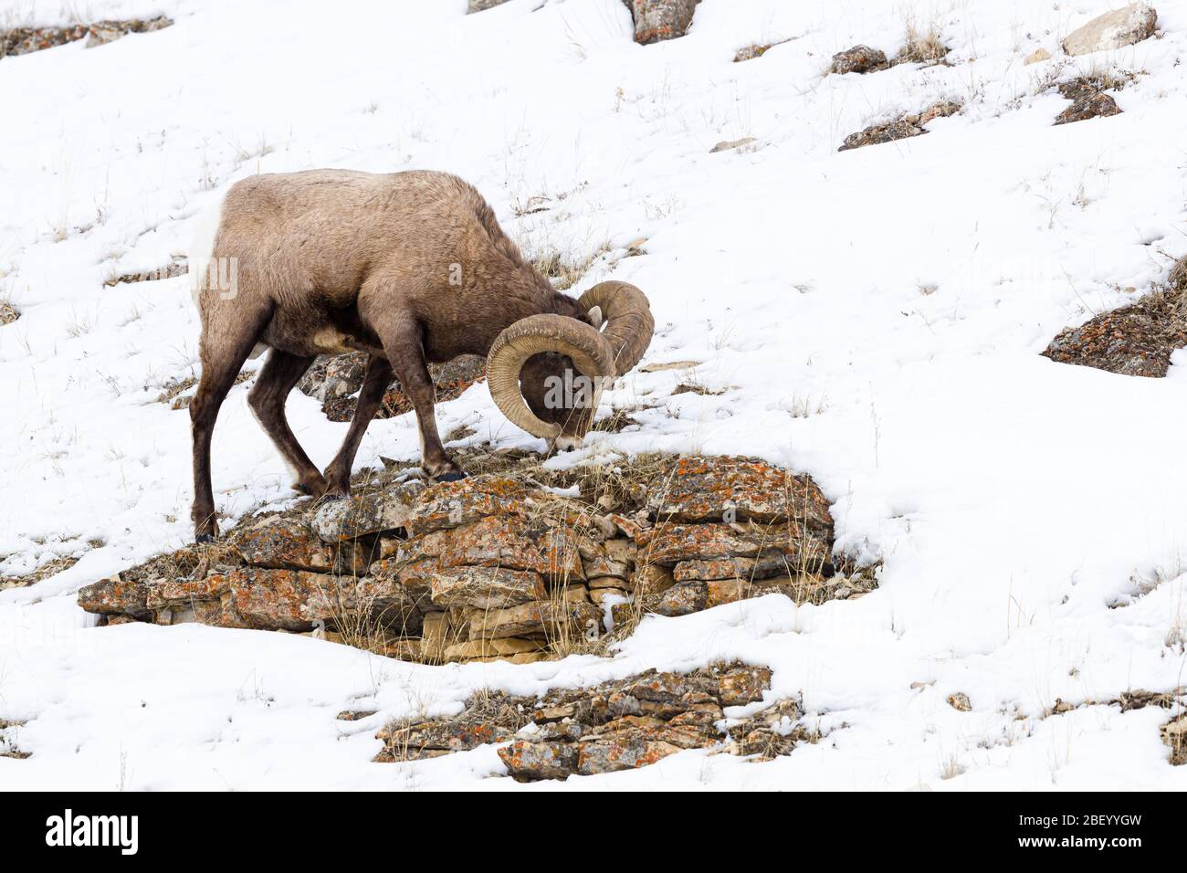Bighorn sheep in Yellowstone National Park Montana USA Stock Photo