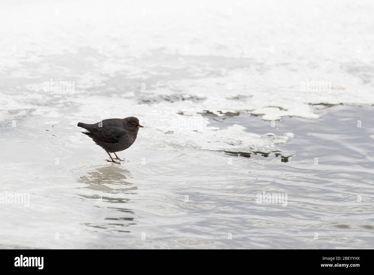 American dipper in Yellowstone National Park Montana USA Stock Photo
