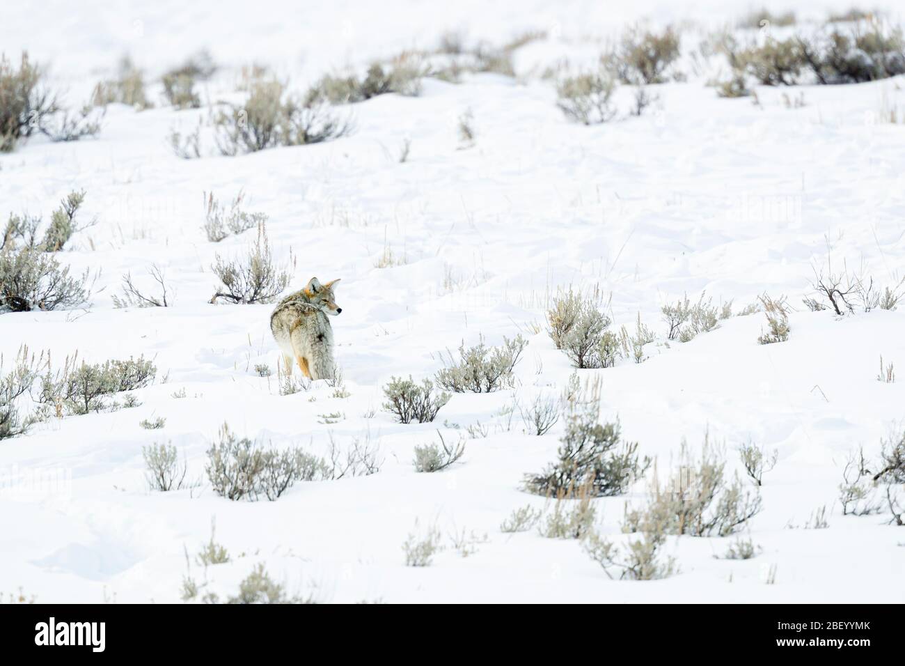 Coyote in Yellowstone National Park USA Stock Photo