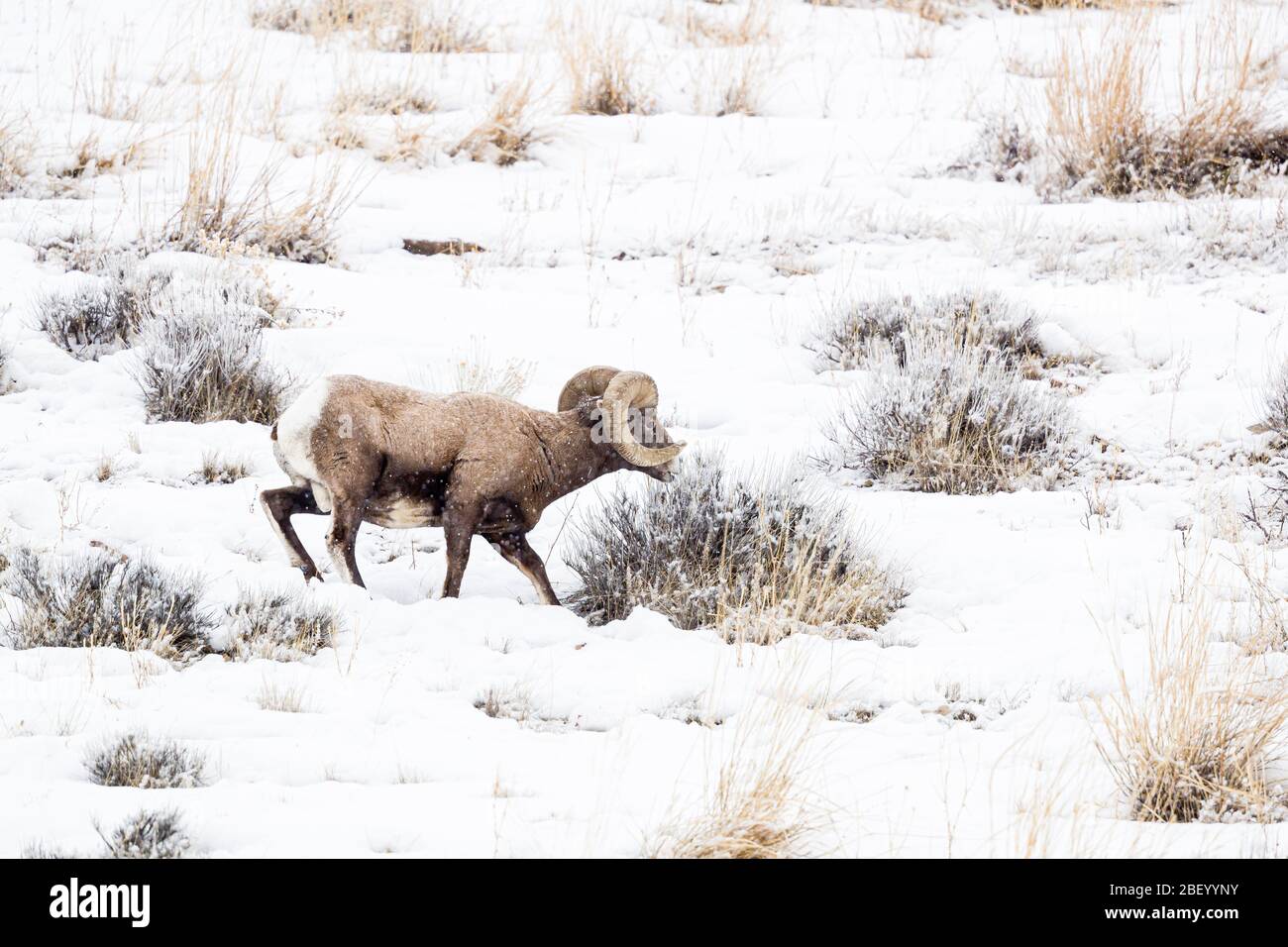 Bighorn sheep in Yellowstone National Park Montana USA Stock Photo