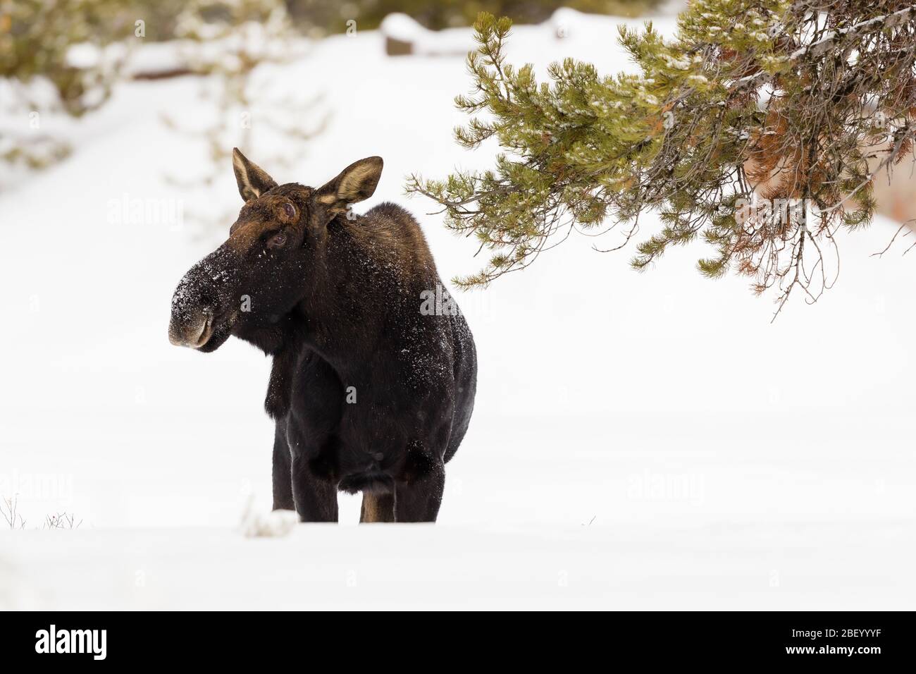Moose in Yellowstone National Park Montana USA Stock Photo