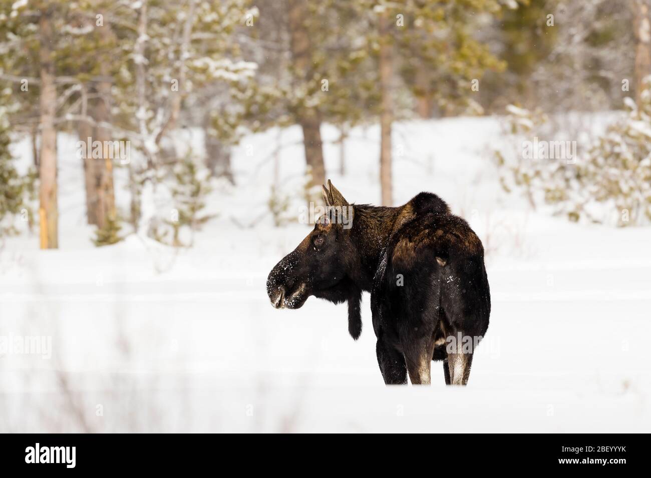Moose in Yellowstone National Park Montana USA Stock Photo