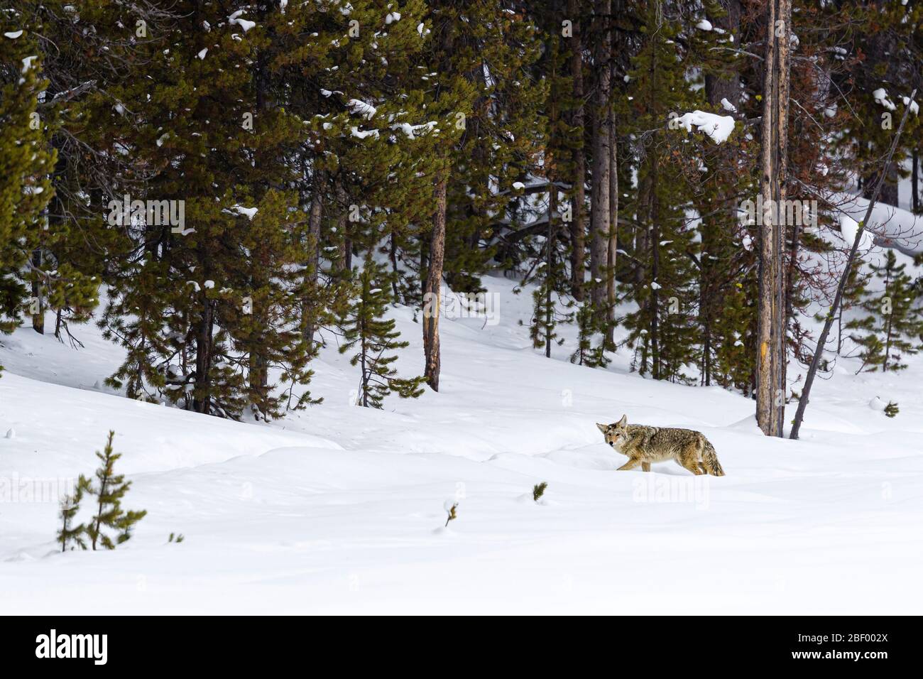 Coyote in Yellowstone National Park USA Stock Photo
