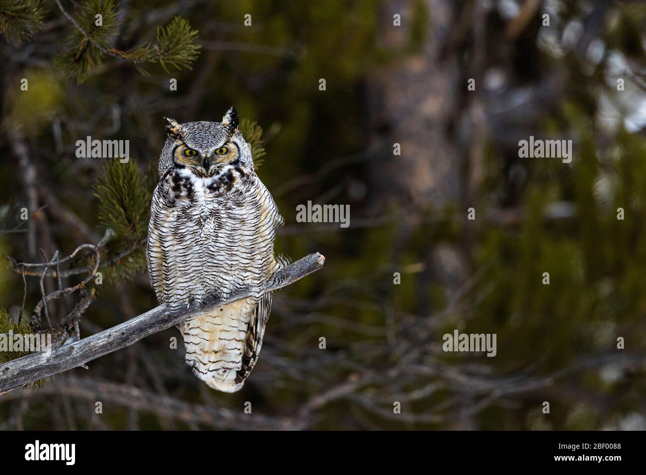 Great horned owl in Yellowstone National Park Montana USA Stock Photo