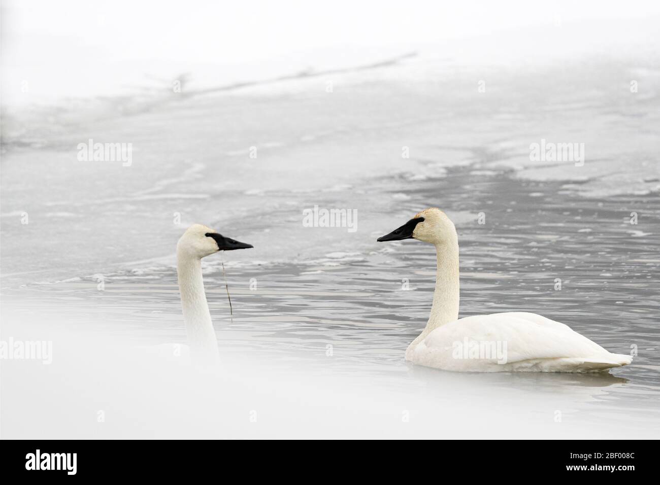 Trumpeter swan in Yellowstone National Park Montana USA Stock Photo