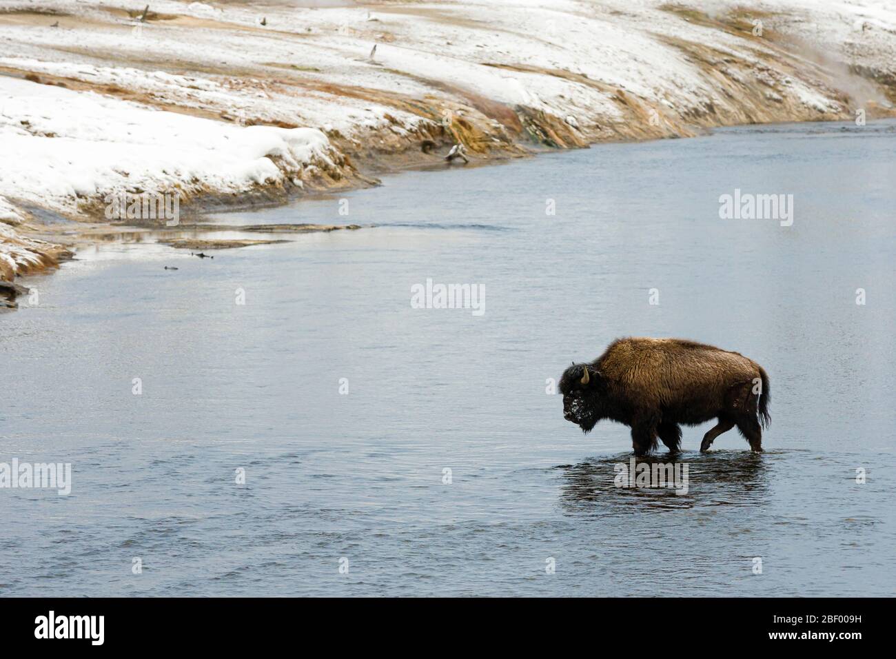 American bison in Yellowstone National Park Montana USA Stock Photo