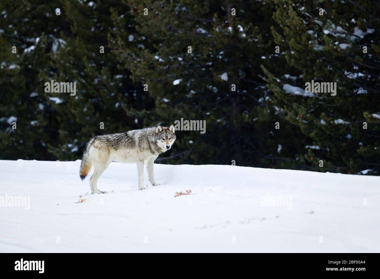 Wapity Lake wolf pack Yellowstone National park Montana USA Stock Photo