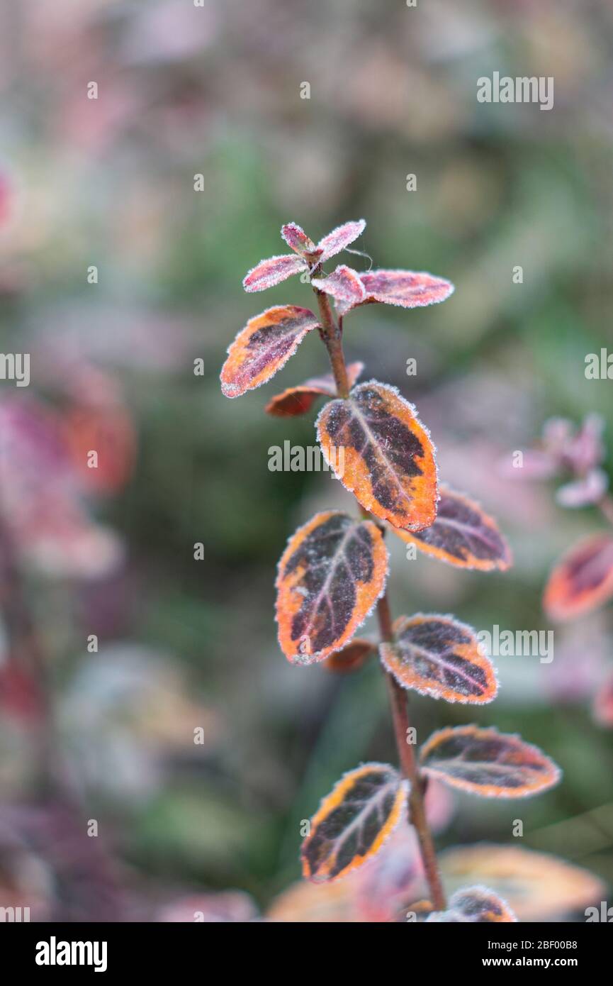 Hoarfrost on leaves of euonymus, an evergreen shrub used for decorative gardening Stock Photo