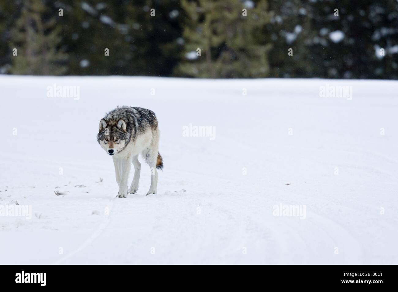 Wapity Lake wolf pack Yellowstone National park Montana USA Stock Photo