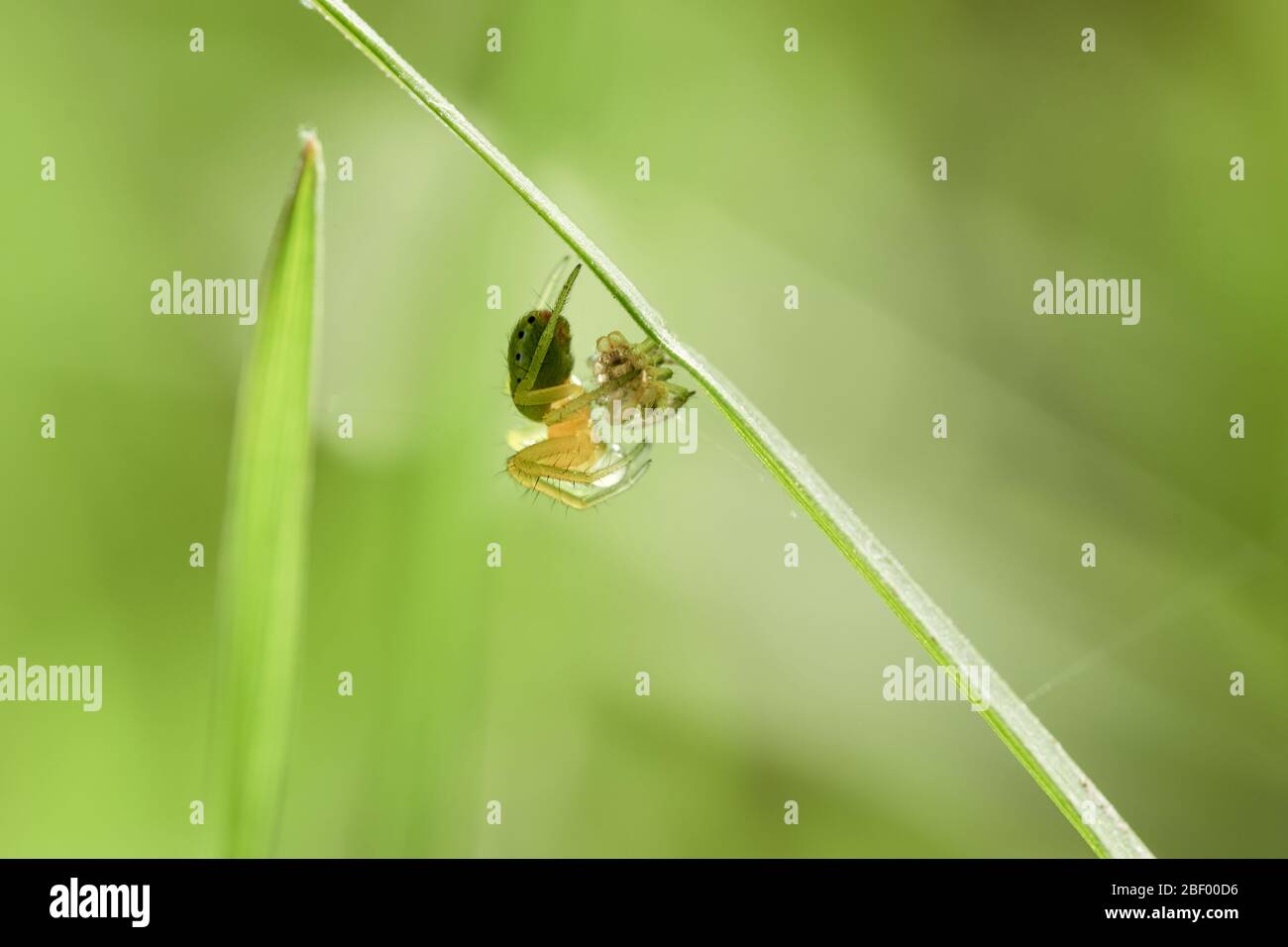 Tiny yellow spider with black spots crawling in the grass Stock Photo ...