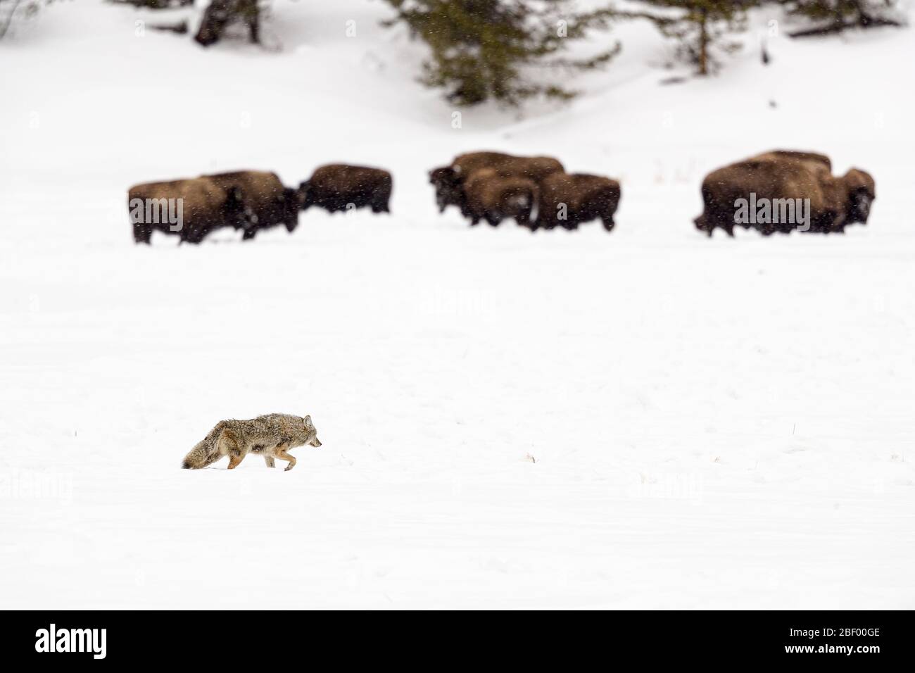 Coyote in Yellowstone National Park Montana USA Stock Photo