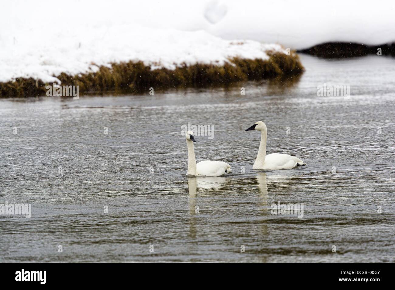 Trumpeter swan in Yellowstone National Park Montana USA Stock Photo