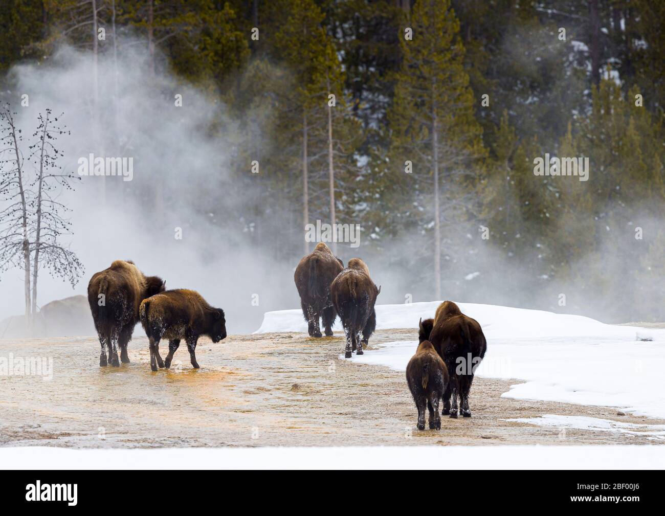 American bison in Yellowstone National Park Montana USA Stock Photo
