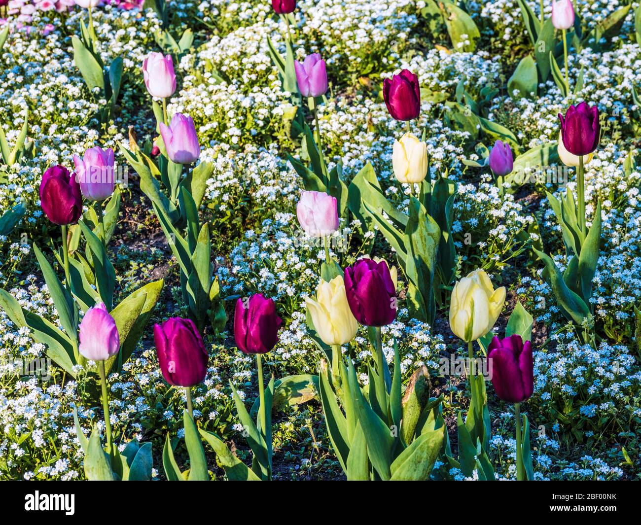 Yellow, pink and purple tulips and white forget-me-nots in a spring flower bed. Stock Photo