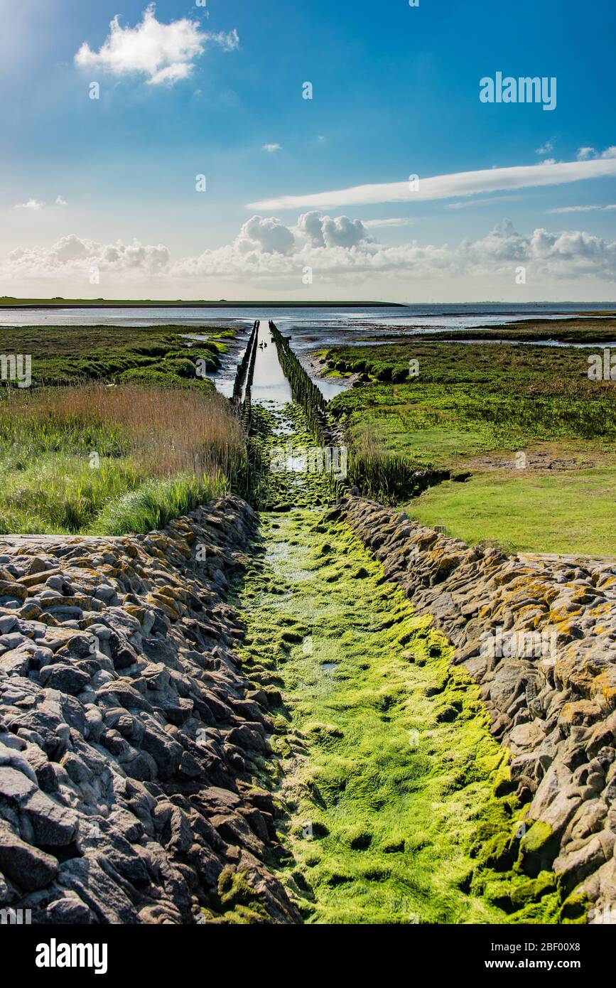 Wadden sea with canal on island of Norderney, germany Stock Photo