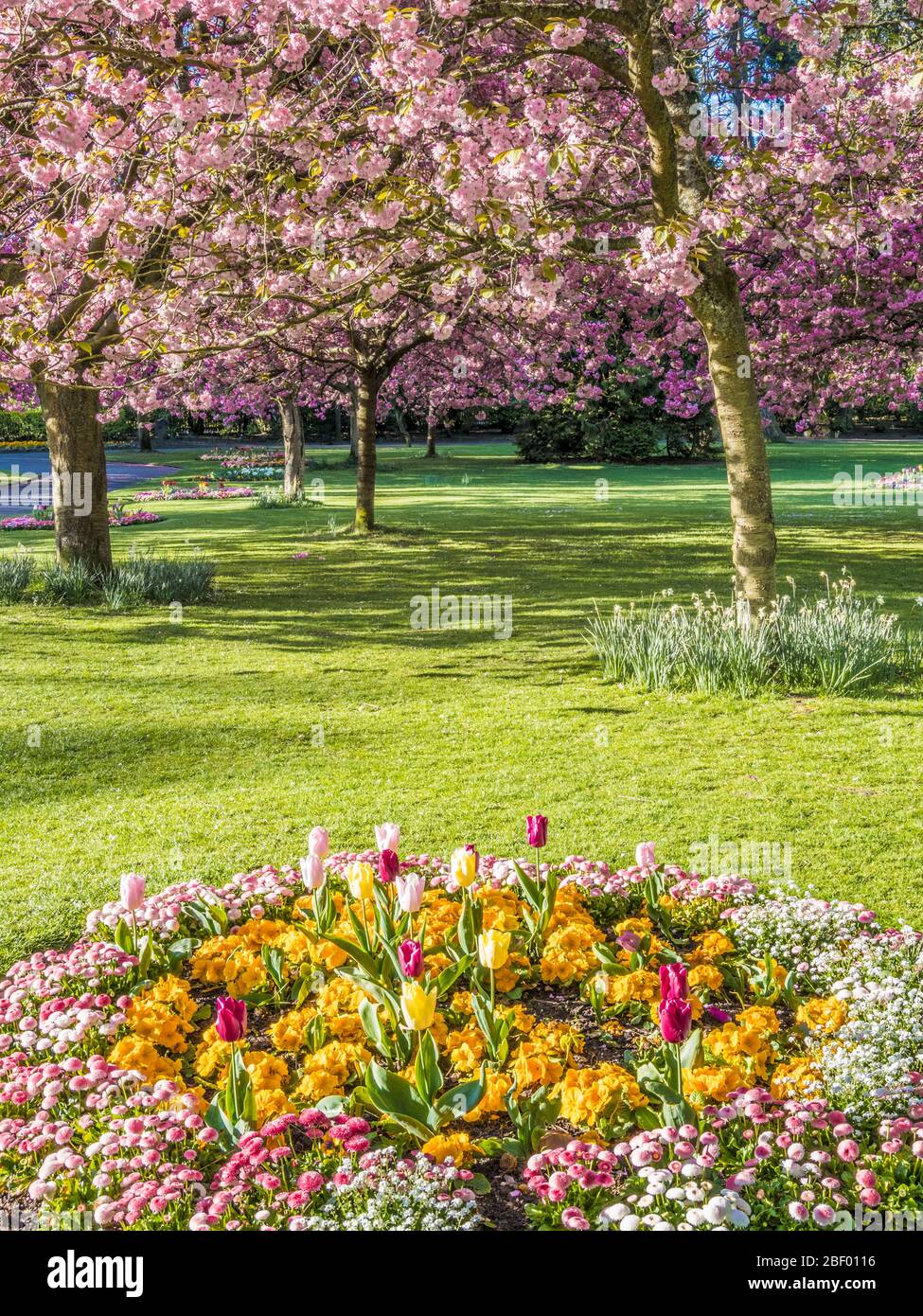 A bed of tulips, yellow primulas and pink Bellis daisies with flowering pink cherry trees in the background in an urban public park in England. Stock Photo
