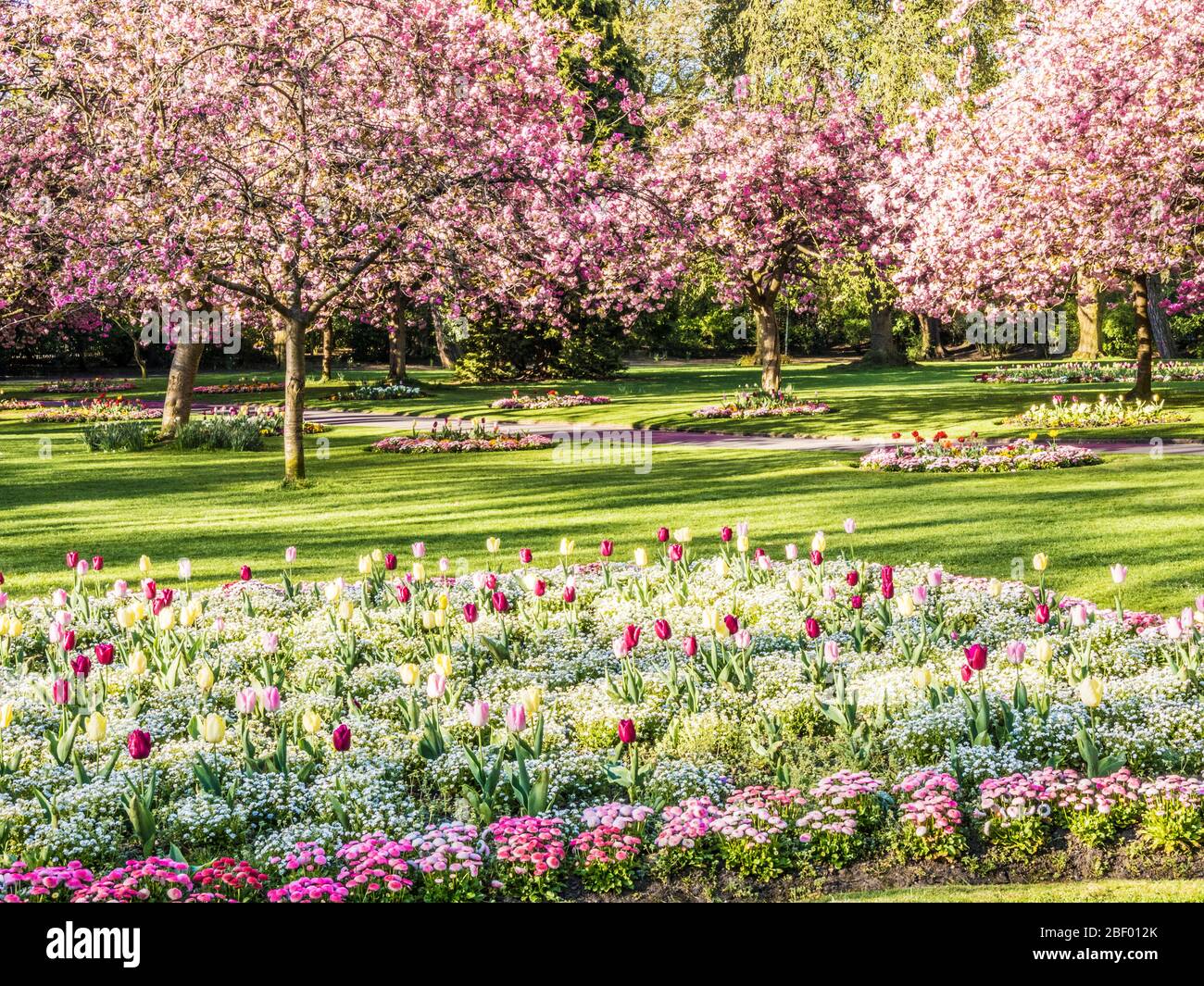 A bed of tulips, white alyssum and pink Bellis daisies with flowering pink cherry trees in the background in an urban public park in England. Stock Photo