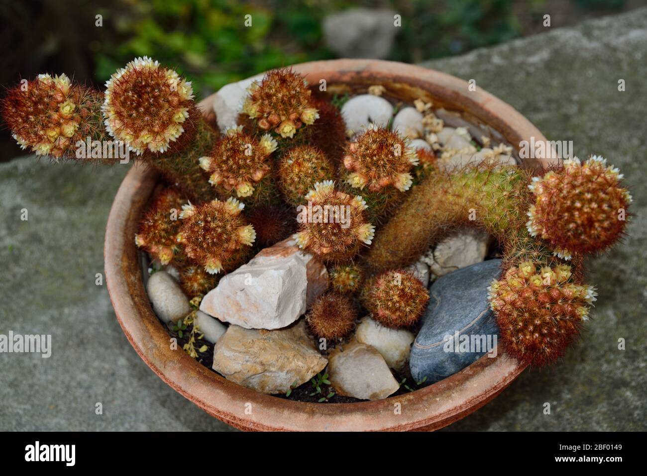 A gold lace cactus in flowerpot Stock Photo