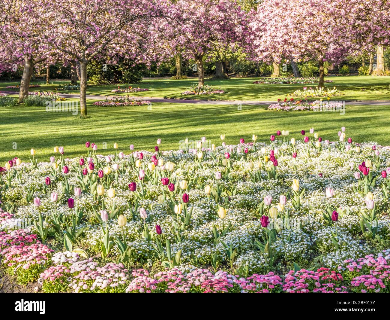 A bed of tulips, white alyssum and pink Bellis daisies with flowering pink cherry trees in the background in an urban public park in England. Stock Photo