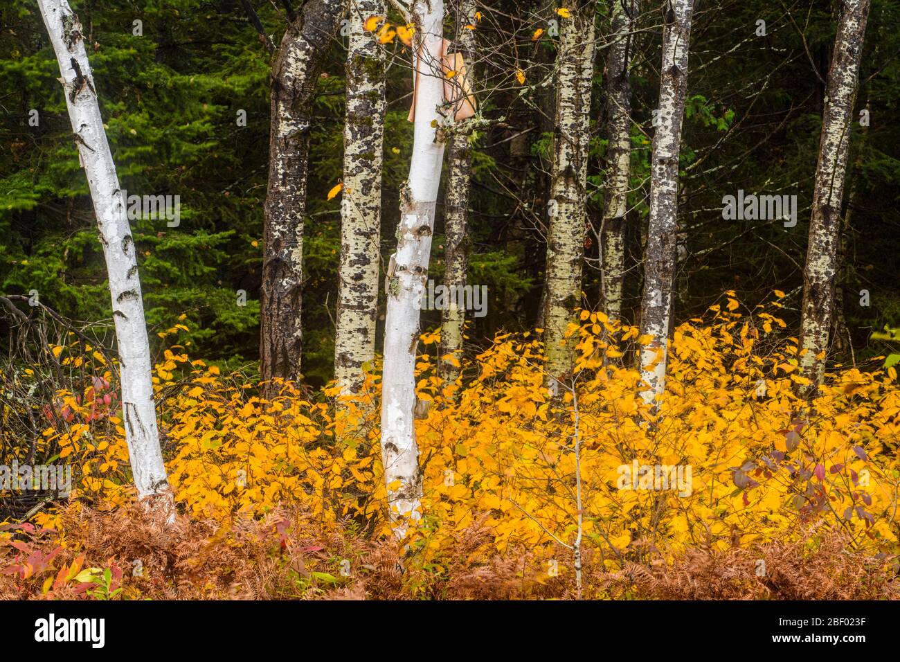 Aspen and birch tree trunks with autumn shrubs in the understory, Greater Sudbury, Ontario, Canada Stock Photo