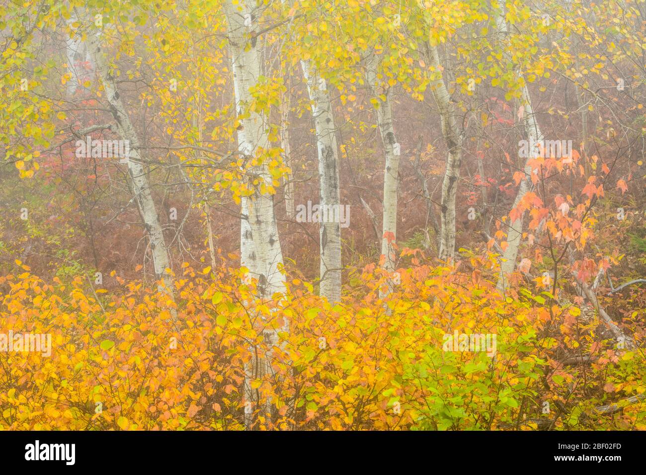 Aspen tree trunks in autumn with understory shrubs, Greater Sudbury, Ontario, Canada Stock Photo