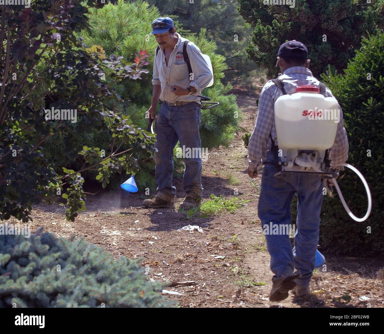 2008 - Workers wearing backpacks with herbicide spraying weeds in an orchard Stock Photo