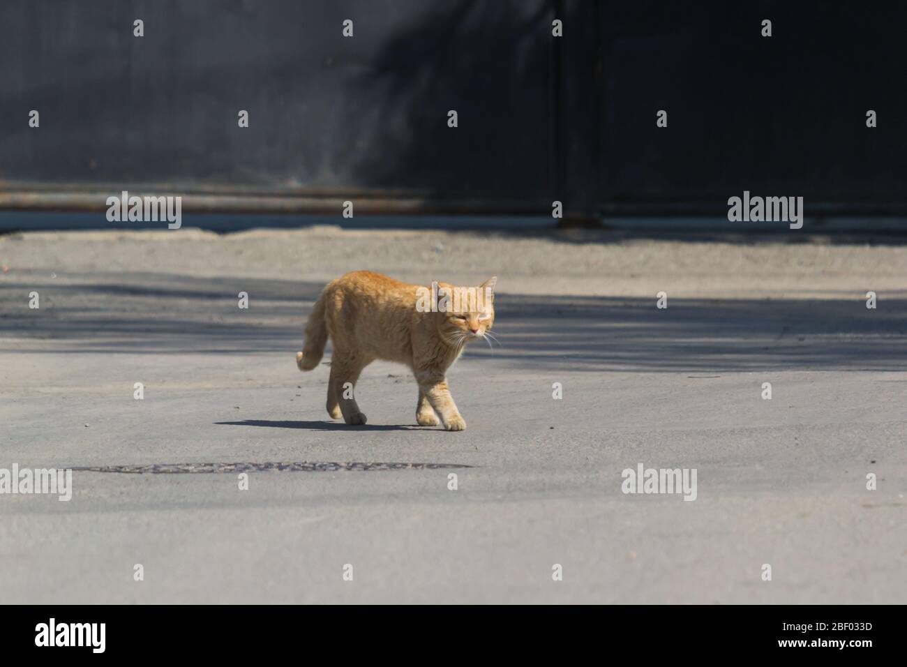 ginger cat crossing the street Stock Photo Alamy