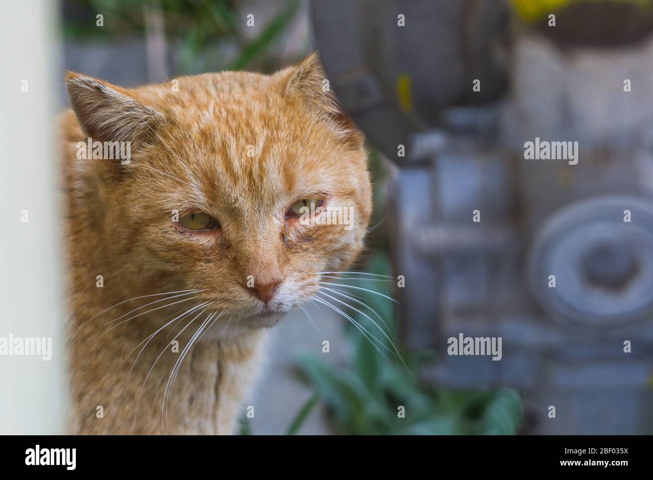 cat with conjunctivitis and stomatitis Stock Photo Alamy
