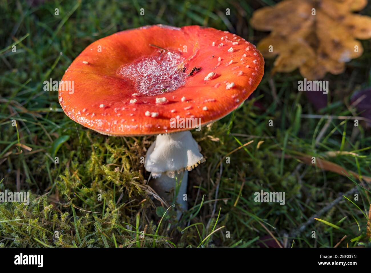 group of red fly agaric on green meadow at fall, low moutain range sauerland, germany Stock Photo