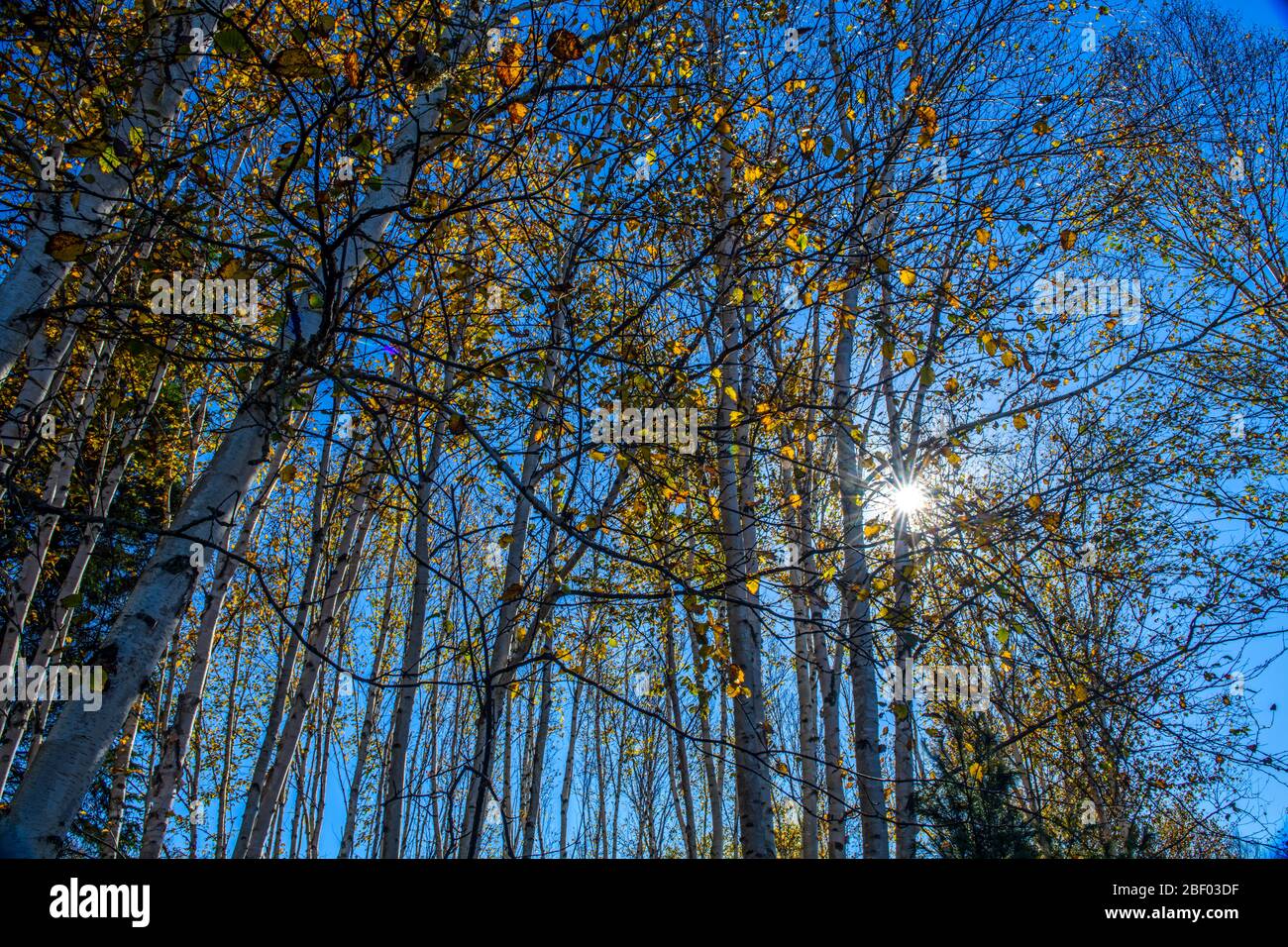 Autumn birch woodland with Sunstar, Greater Sudbury, Ontario, Canada Stock Photo