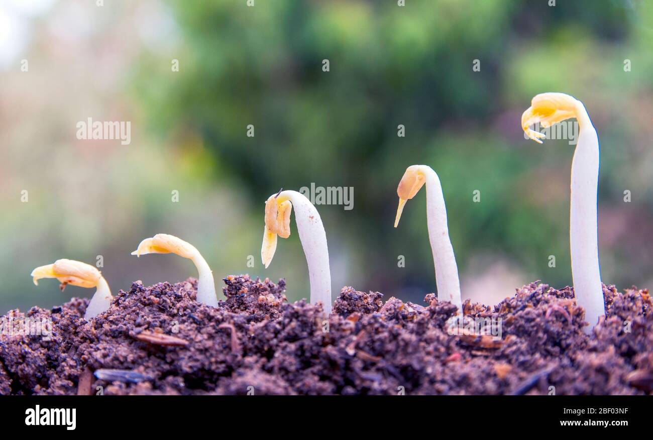 spring seed to tree, agriculture plant seeding growing step concept in ...