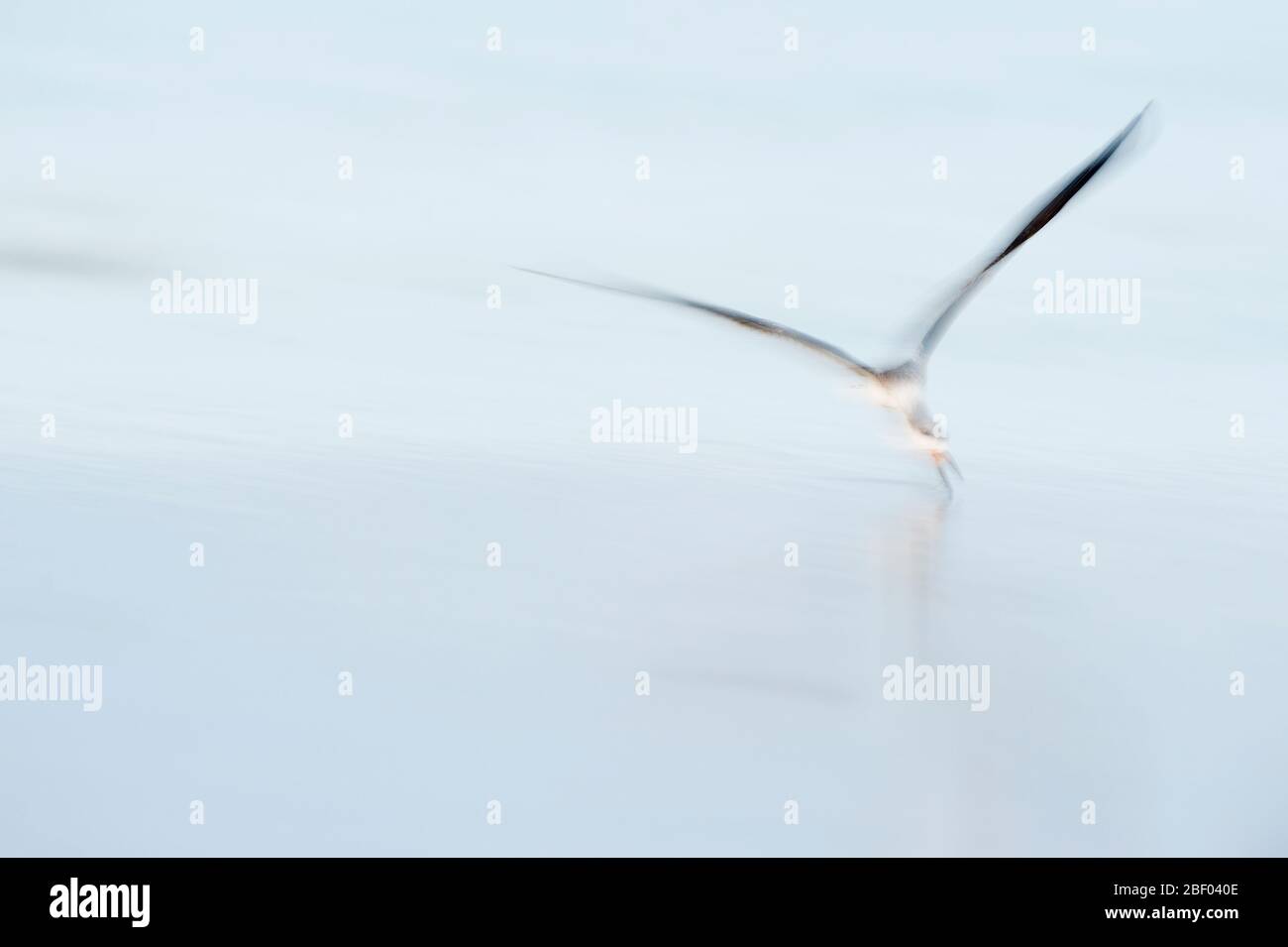 Intentional blur of a black skimmer in flight to convey a mood Stock Photo