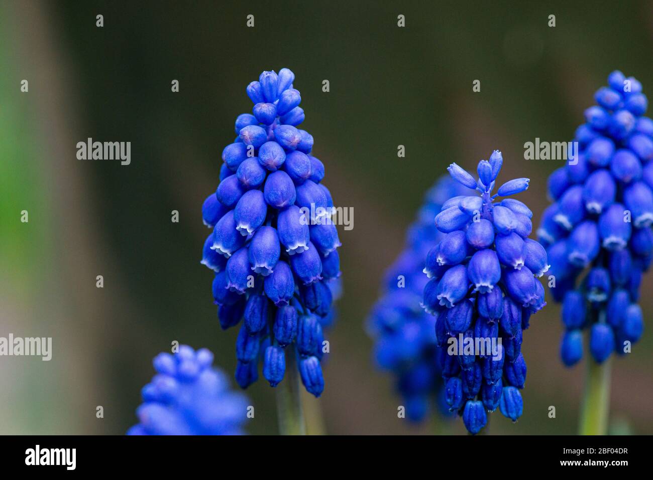 The flowers of an Armenian grape hyacinth (Muscari armeniacum) Stock Photo