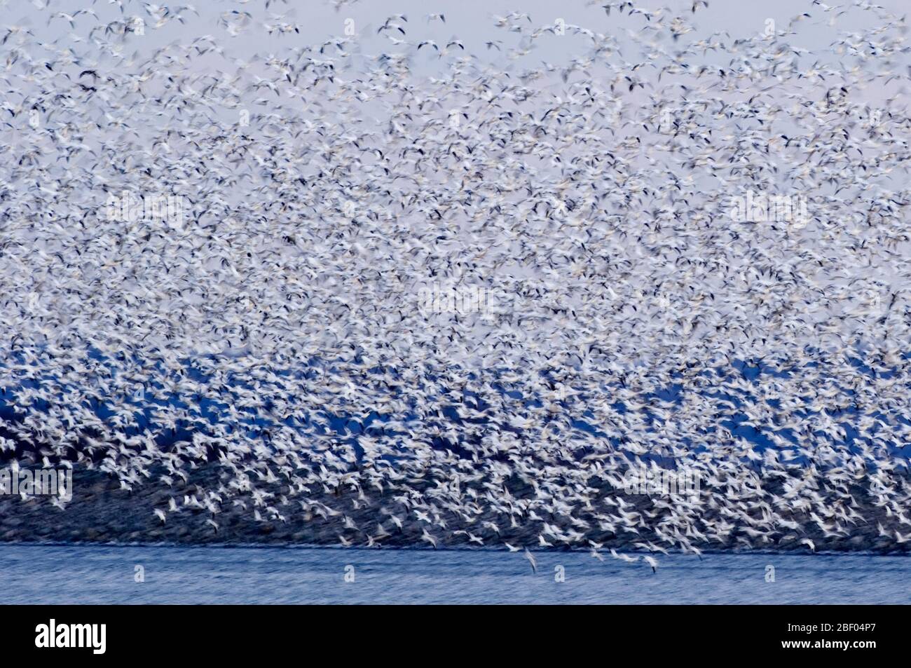 Snow geese flock flight abstraction Stock Photo