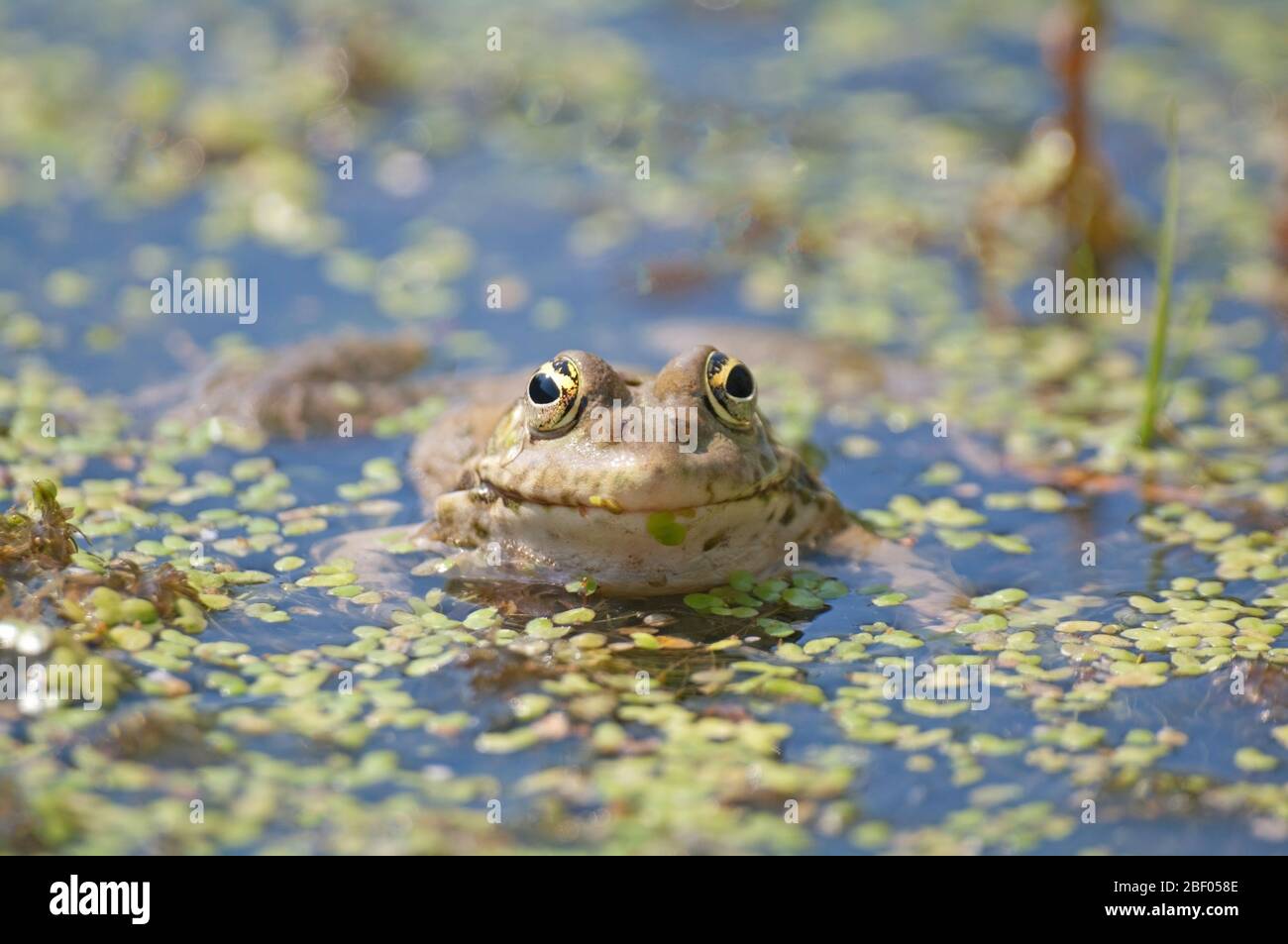 MARSH FROG, Rana Ridibunda, South East England Stock Photo