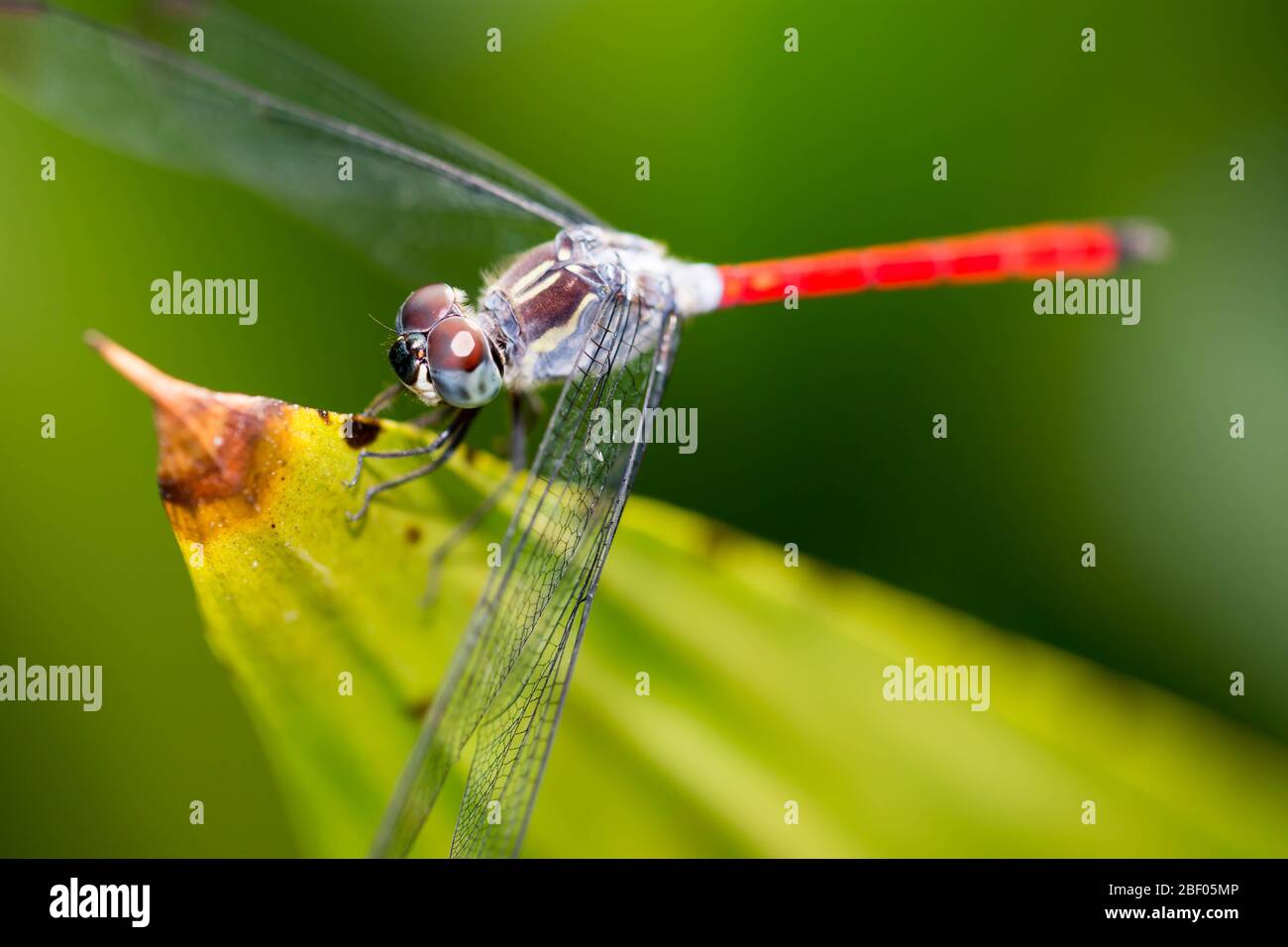 Macro Shot of a Dragon Fly focusing on the head and eyes showing very ...