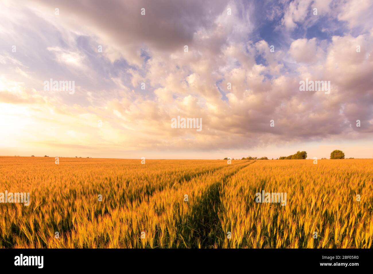 Scene of sunset on the field with young rye in the summer with a cloudy ...