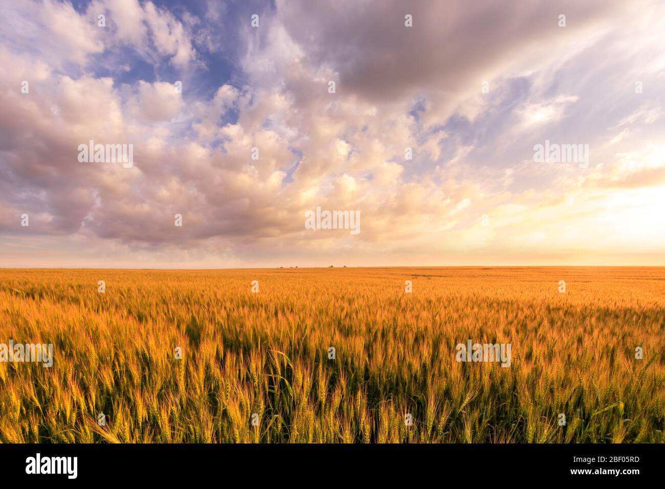 Scene of sunset on the field with young rye in the summer with a cloudy ...