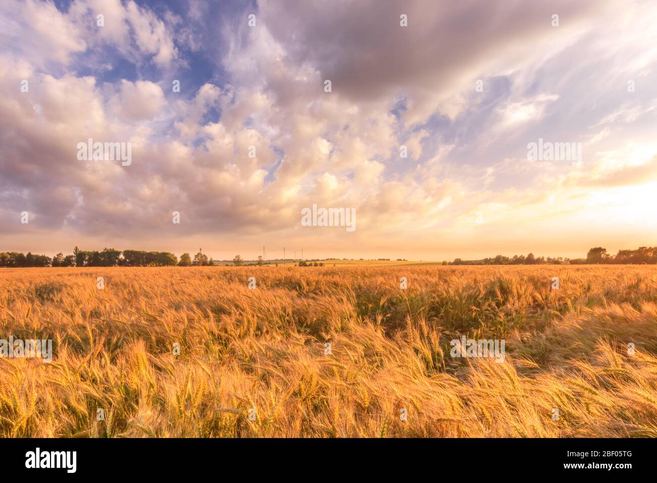 Scene of sunset on the field with young rye in the summer with a cloudy ...