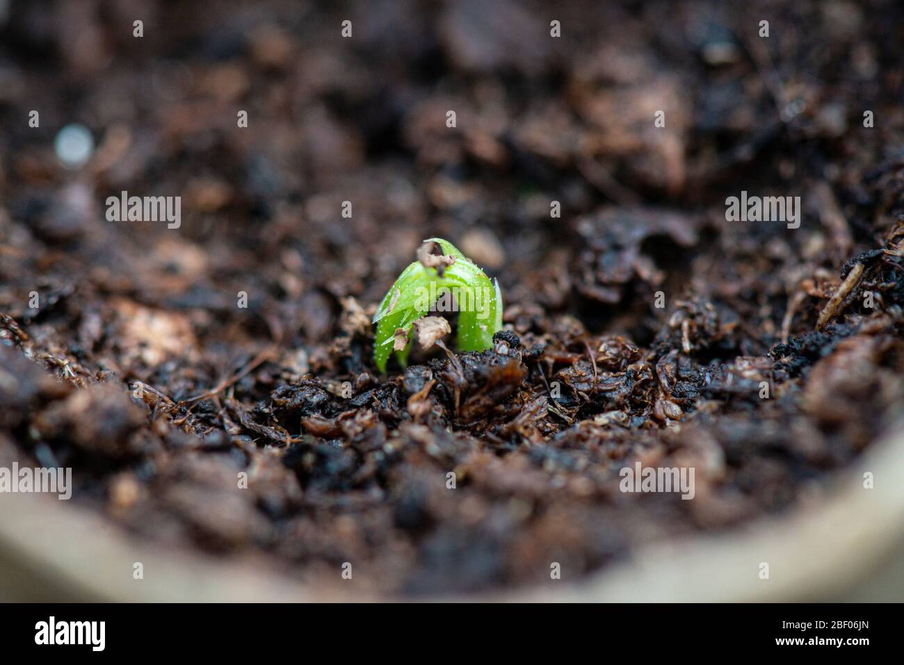 A seedling of a sweet pea Spencer waved mixed (Lathyrus odoratus Spencer Waved Mix) grown in a toilet roll Stock Photo