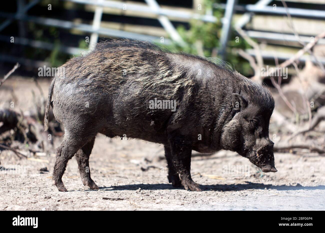Side view of a Visayan Warty Pig (Sus cebifrons) , at Wingham Wildlife Park, Kent Stock Photo