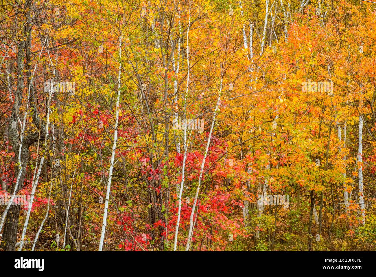 Canada maple nobody forest hi-res stock photography and images - Alamy