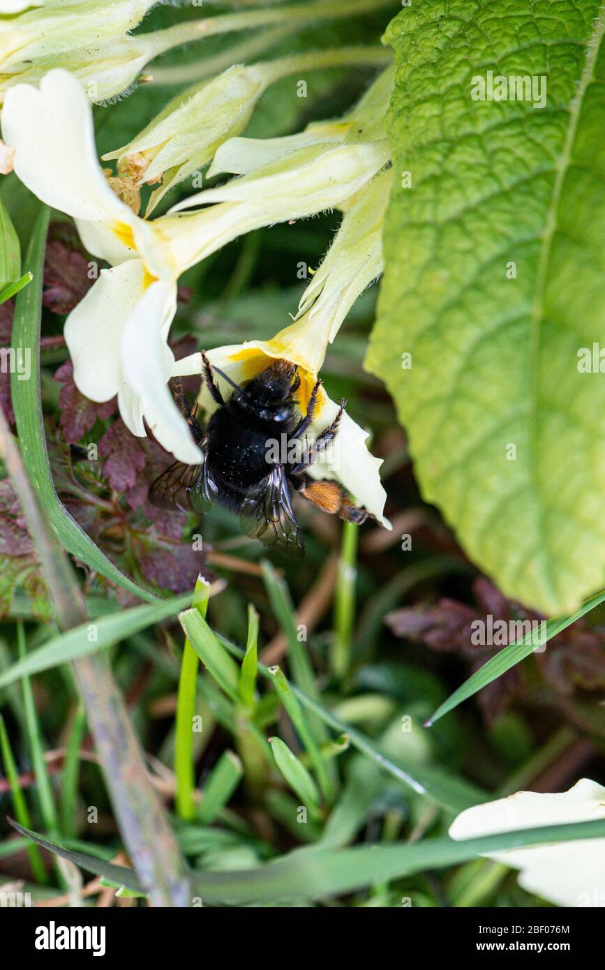 A bumble bee on the flower of a common primrose (Primula vulgaris) Stock Photo