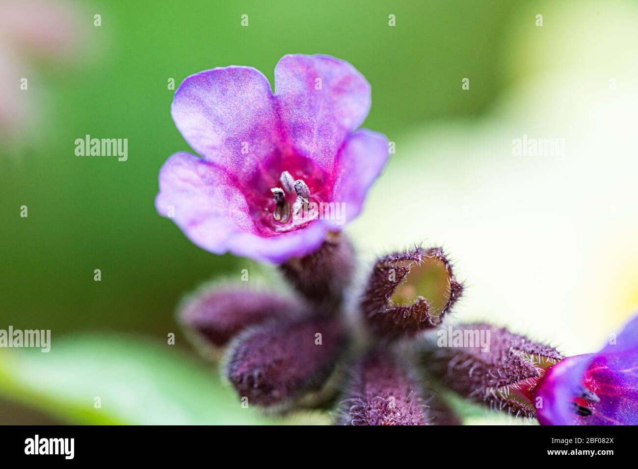 A close up of the flower of a common lungwort (Pulmonaria officinalis) Stock Photo