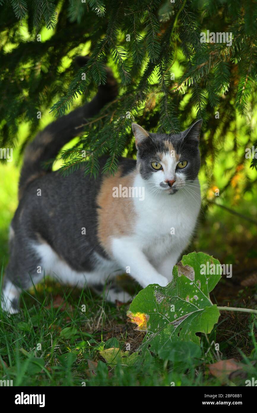 Three coloured cat playing in the bright green grass in summer outside ...