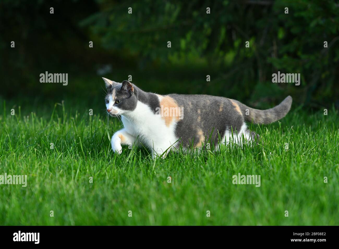 Three coloured cat playing in the bright green grass in summer outside ...