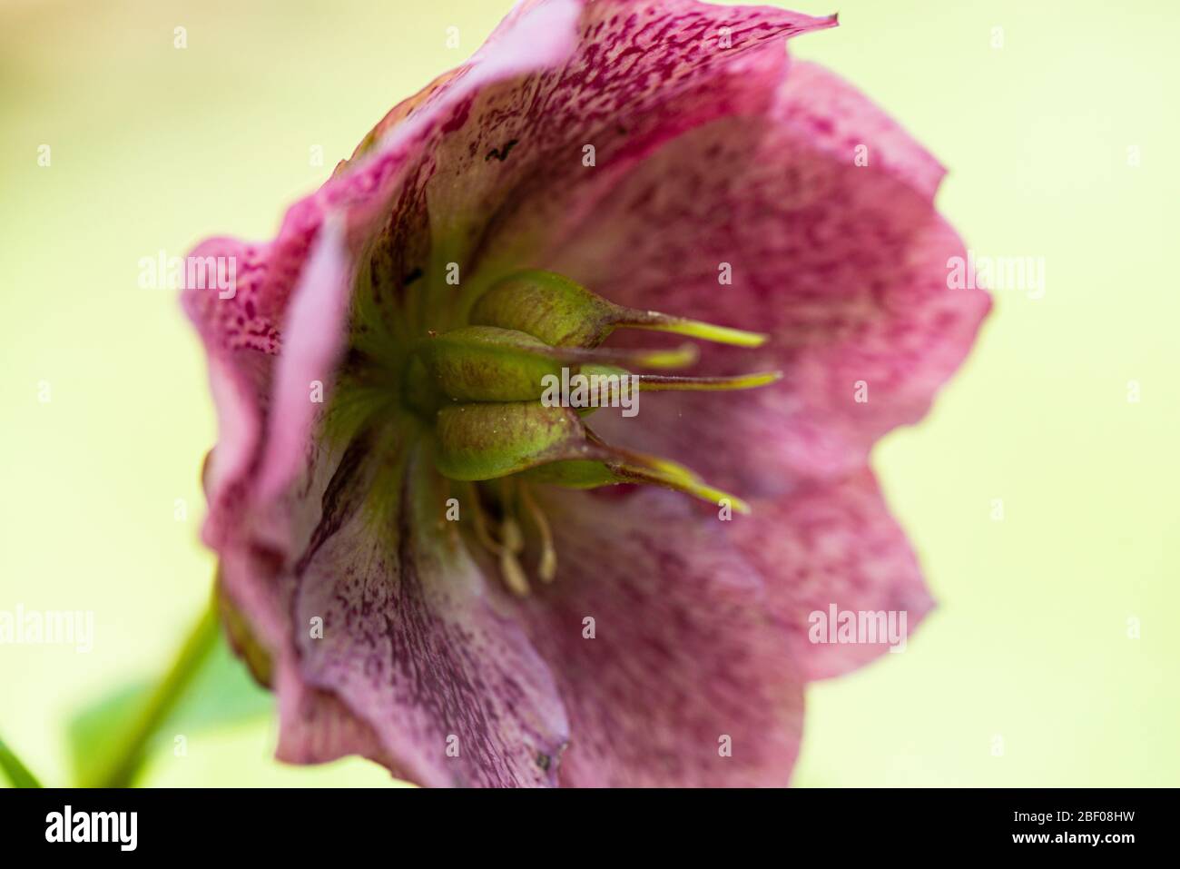 Hellebore seed hires stock photography and images Alamy