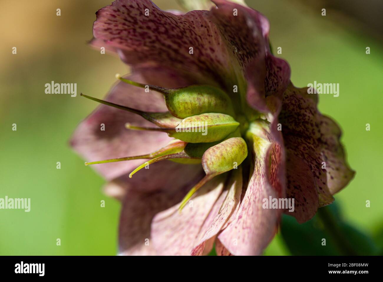A close up of the flower of a hellebore (Helleborus) with seed pods