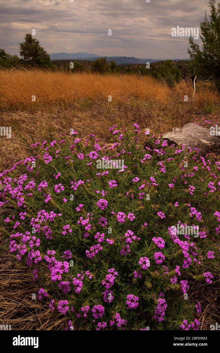 Purple verbena, (Glandularia bipinnatifida ciliata), grows in June at the base of Gardner Canyon, Santa Rita Mountains, Coronado National Forest, nort Stock Photo