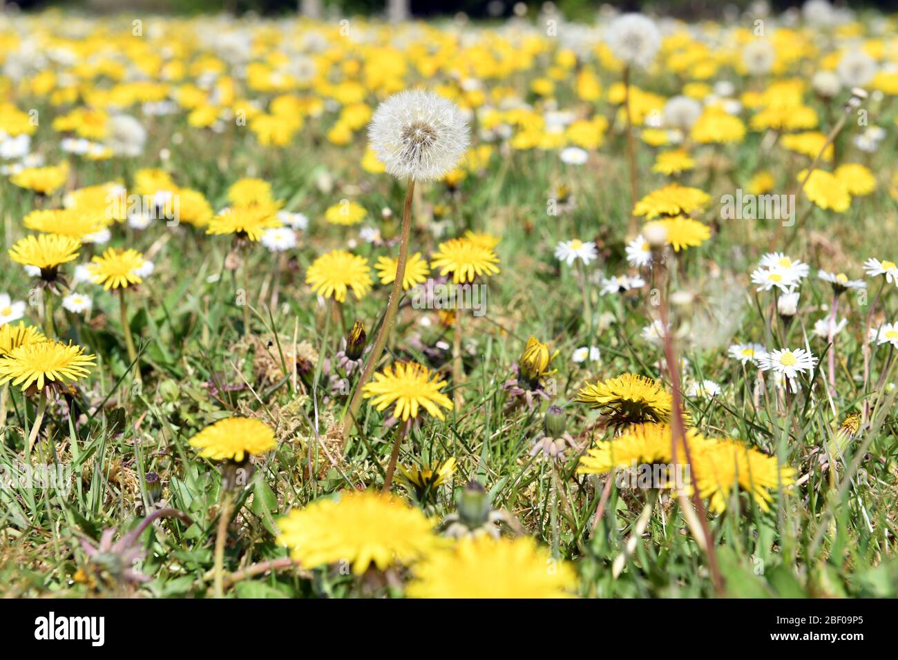 Dandelions Roadside flowers  Weeds Stock Photo